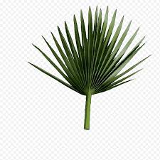 Five sandalwood trees were chopped and stolen from the premises of a locked company in pimpri early on friday. Palm Tree Asian Palmyra Palm Saw Palmetto Extract Leaf Line Plant Stem Plants Borassus Png Klipartz