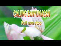 Download Calung Banyumasan Full Mp3 Mp4 3gp Flv Download Lagu Mp3 Gratis Calung banyumasan | album baturraden. download calung banyumasan full mp3 mp4