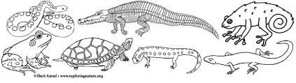 4.4 out of 5 stars 14. Amphibian And Reptile Coloring Pages