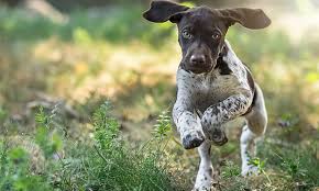 Most likely, the german shorthaired pointer was created by crossing various german scenthounds with the german pointer, or german bird dog, and later with english pointers to achieve more elegance. Tests Reputable Breeders Perform With Veterinarians Ethos Veterinary Health