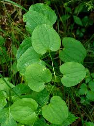 Image result for Smilacaceae