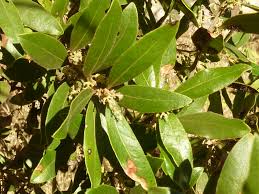 Image result for Euclea