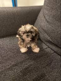 By following all the steps mentioned above, your shih tzu puppy will become a perfect companion. Shih Tzu Puppies For Sale In Va Lancaster Puppies