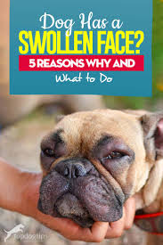Dog Has Swollen Face 5 Reasons Why And What To Do About It