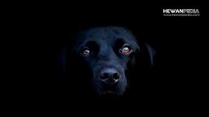 67 | mimpi dililit ular hitam: 19 Arti Mimpi Bertemu Anjing Menurut Primbon Jawa Hewanpedia