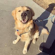 Akc certified golden retriever puppies bred by a loving family for good health and years of. Harvey The Golden Retriever Home Facebook