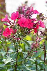 Check spelling or type a new query. Phlox Die Flammenblume Pflanzen Teilen Und Pflegen Das Haus