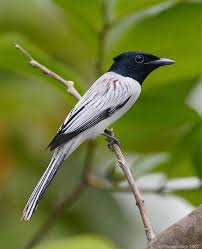 Black Bird With White Tail Tip Pin On Birds