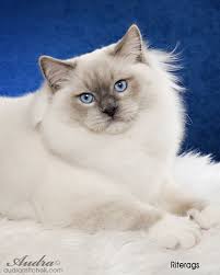 Birman Kittens For Sale Usa Ragdoll Cat Breeder Ragdoll Cats For Sale Riterag Ragdolls The Champion Of All Ragdoll Cats Ragdoll Cats For Sale Ragdoll Cat Breeders Ragdoll Cat