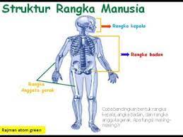 Rangka dapat menguatkan dan menegakkan tubuh. Rangka Manusia Youtube