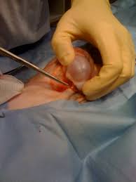 Normally they are too small to feel. How Do You Know If A Cat Has Breast Cancer Virtuavet