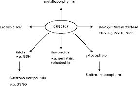 Plant & cell physiology (pcp) was established in 1959 and is the official journal of the japanese society of plant physiologists (jspp). Figure 1 From Understanding The Fate Of Peroxynitrite In Plant Cells From Physiology To Pathophysiology Semantic Scholar