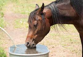 Maintaining Hydration In Horses The Roles Of Water And Salt The Horse