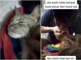 Buah kelapa membutuhkan 12 bulan untuk matang seutuhnya. Selamatkan Kucing Keracunan Lihat Yang Dilakukan Pria Ini Bikin Salut Indozone Id