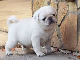 Premium Quality Pure Bred White Pug Puppies Are Available Pug Puppies For Sale