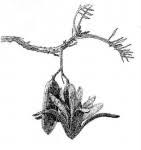 Image result for Entandrophragma delevoyi