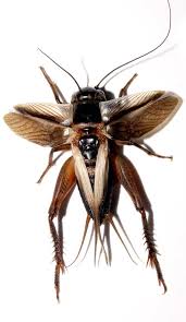 Cricket, (family gryllidae), any of approximately 2,400 species of leaping insects (order orthoptera) that are worldwide in distribution and known for the musical chirping of the male. On Separate Islands Crickets Go Silent The New York Times