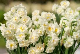 Narcissus Deer Resistant Bulb Bridal Crown Floral Bridal Shower Theme Bridal Shower Decorations Elegant