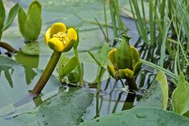 Image result for Nymphaeaceae