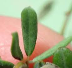 Image result for Indigofera charlieriana