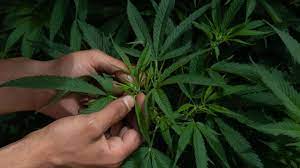La intención es legalizar su uso lúdico de la mariguana y despenalizar la posesión de hasta 28 gramos para consumo personal y autorizar su cultivo. Iiyxyfe06amo8m