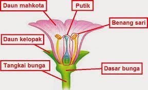 Nama nama organ pada bunga. Sebutkan Nama Bagian Bagian Yang Ditunjukkan Oleh Huruf Soalnya Yang Nomor 4 Ya Brainly Co Id