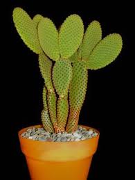 Cactus these pictures of this page are about:cinnamon bunny ears cactus. 190 Prickly Pear Cactus Opuntia Ideas Cactus Prickly Pear Cactus Prickly Pear