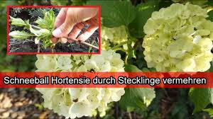 L'hydrangea annabelle est un arbuste buissonnant aux inflorescences en énormes boules blanches aux légers reflets verts. Schneeballhortensie Durch Stecklinge Vermehren Schneeball Hortensie Ziehen Hortensie Annabelle Youtube