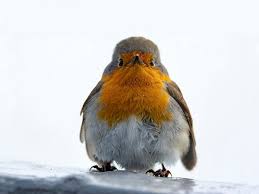 We did not find results for: Zaryanka Erithacus Rubecula Astrahanskij Biosfernyj Zapovednik