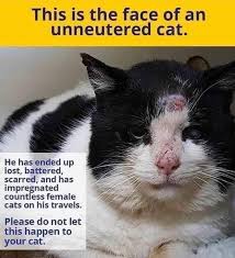 Life Is Difficult For Unneutered Male Tri State Spay And Neuter Facebook Fixed male cats have a different appearance to unneutered tom cats. life is difficult for unneutered male