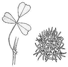 Image result for Medicago laciniata