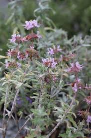 Image result for Salvia stenophylla