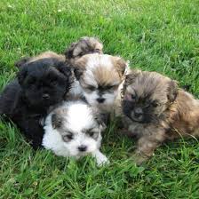 They are great with families with small children, older individuals. Malshi Puppies Pa Malshipuppiespa Twitter