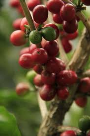 One of many great free stock photos from pexels. Free Photos Coffee Plantation Search Download Needpix Com