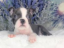 To keep it healthy, it will need to get exercise regularly. Boston Terrier Puppies Petland Lancaster Ohio