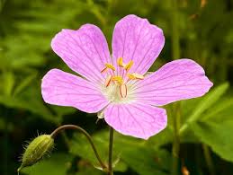 Image result for Geraniaceae