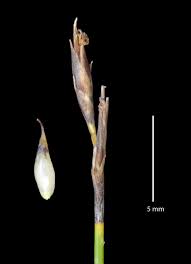 Image result for Tetraria