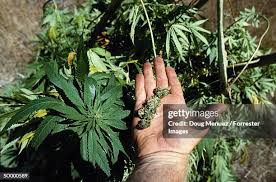 Image result for Cannabaceae