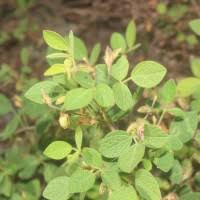 Image result for Rhynchosia micrantha
