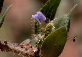 Image result for Blepharis transvaalensis