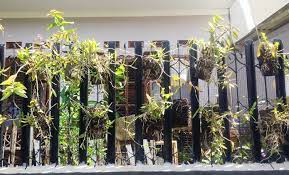 Maybe you would like to learn more about one of these? Semarak Anggrek Di Pagar Besi Bebeja Com