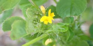 Image result for Argyrolobium macrophyllum