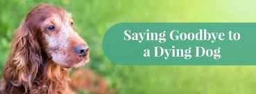 If you can, keep them in a confined, quiet comfortable area and remove anything they may bump into or knock over. Is My Dog Dying Learn The Signs How To Comfort Say Goodbye To Your Dog