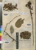 Image result for Phragmanthera