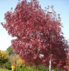 Image result for Rinorea angustifolia