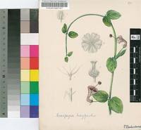 Image result for Ceropegia haygarthii