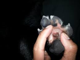 These growths could be caused by a number of different things. B L A C K G R O W T H O N D O G P A W Zonealarm Results