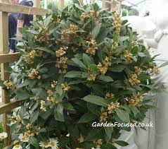 Mar 9, 2021 5:52 pm. Expert Advice On Bay Tree Care Gardenfocused Co Uk