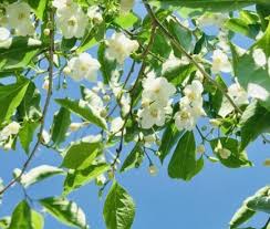 エゴノキのまとめ 育て方 剪定や害虫対策 と花言葉等14個のポイント 植物の育て方や豆知識をお伝えするサイト