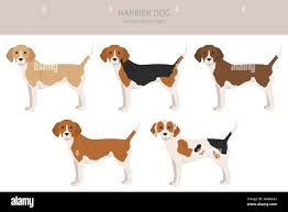 Image result for Harrier dog